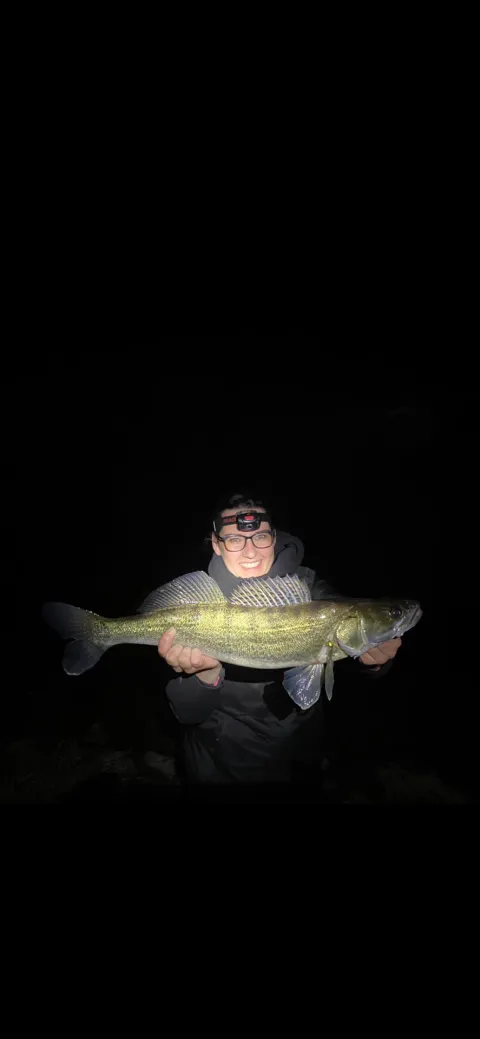 Zander
