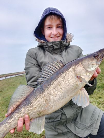 Zander