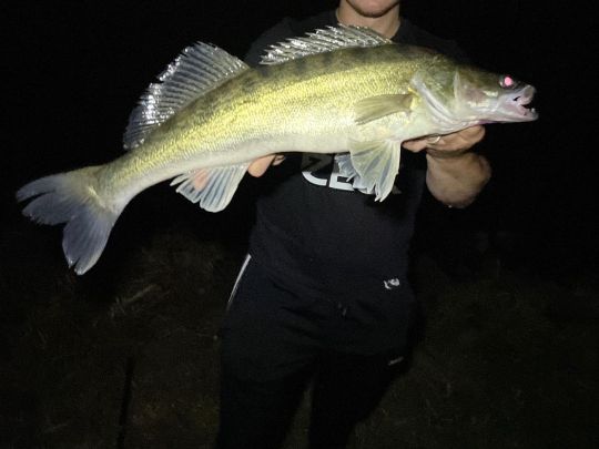 Zander