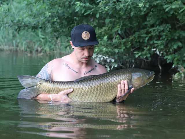 Graskarpfen