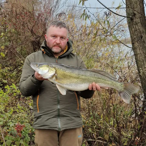 Zander