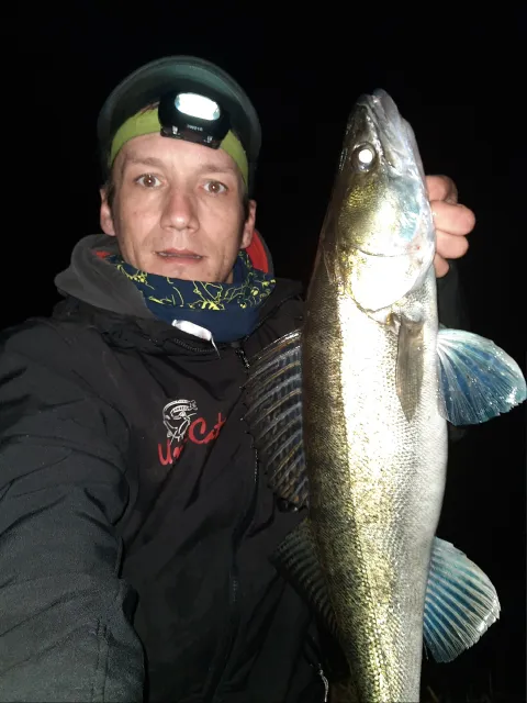 Zander