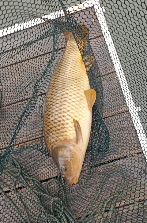Karpfen