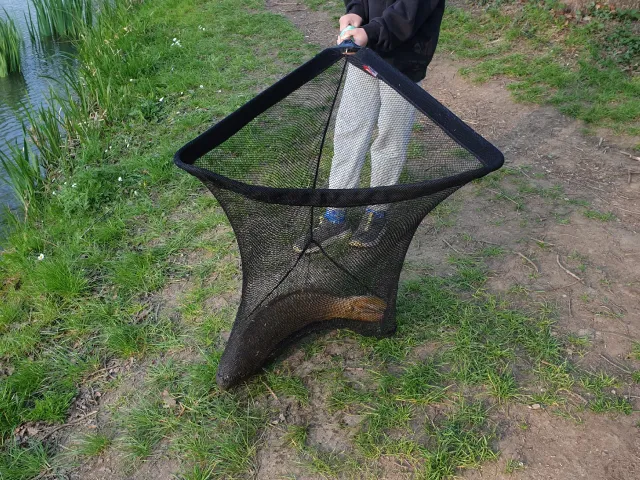 Karpfen