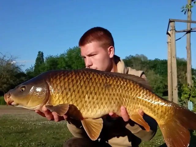 Karpfen