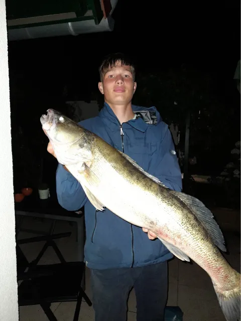 Zander