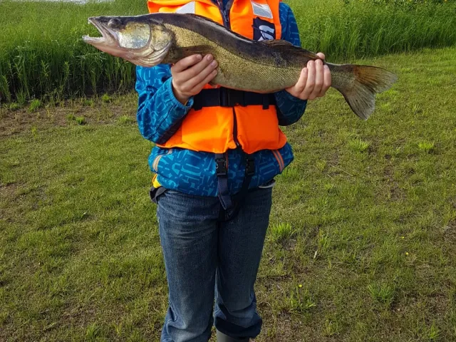 Zander