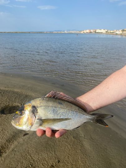 Dorade