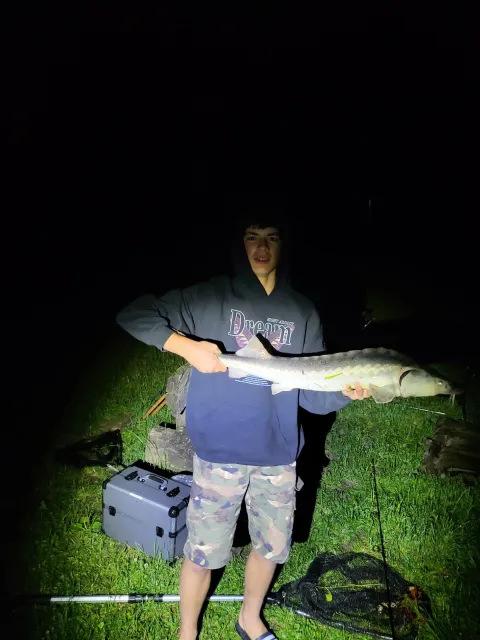 Stör