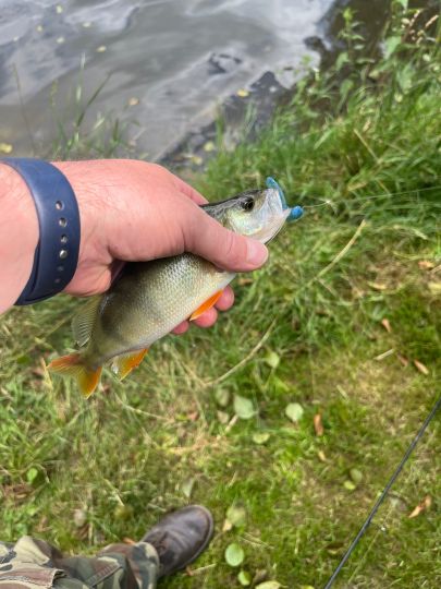 Flussbarsch