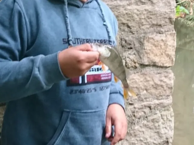 Flussbarsch