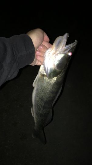 Zander
