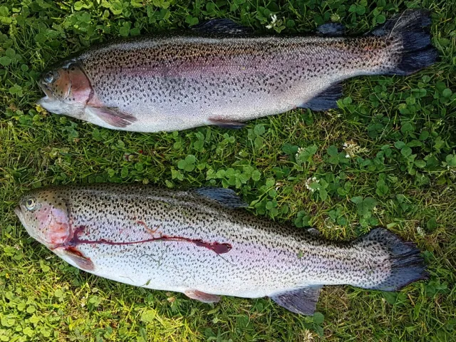 Regenbogenforelle