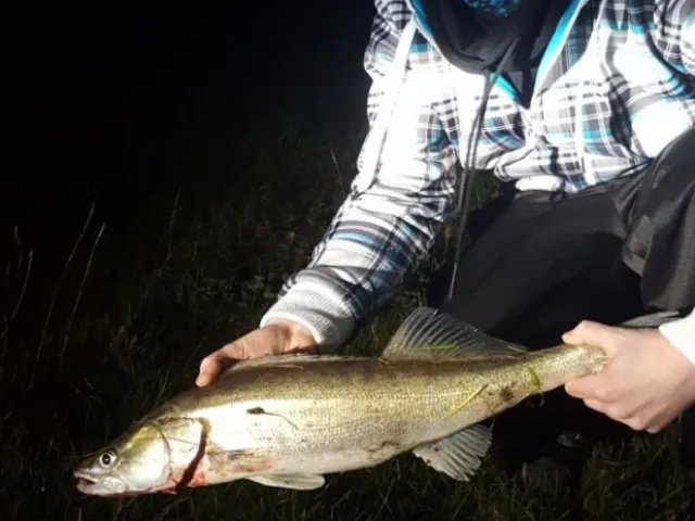 Zander
