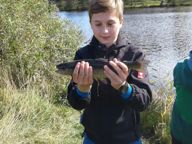Regenbogenforelle