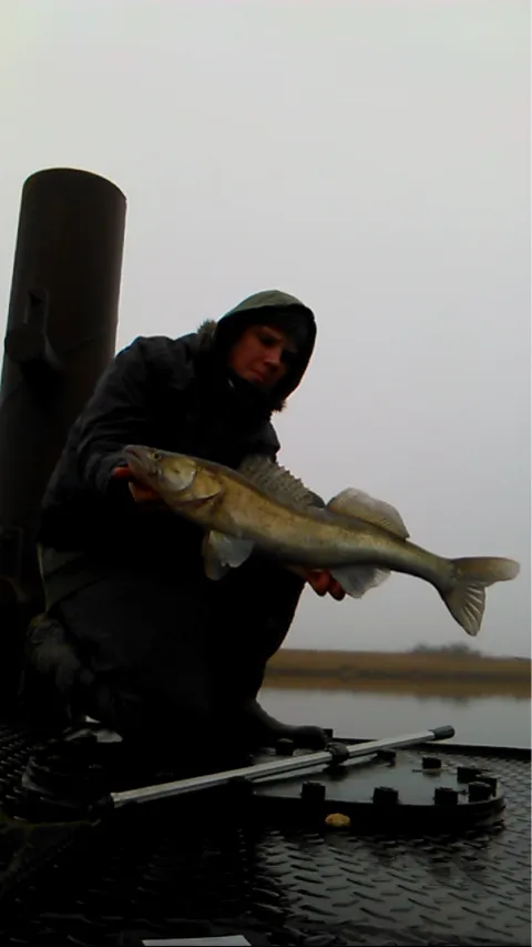 Zander