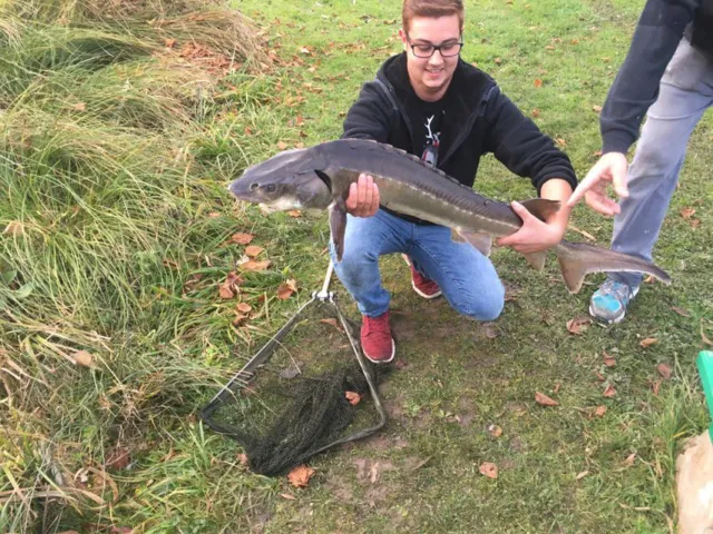 Stör