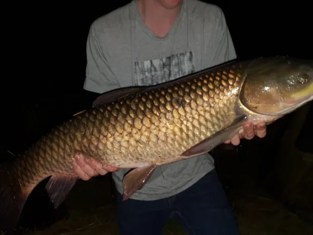 Graskarpfen