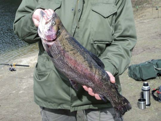 Regenbogenforelle