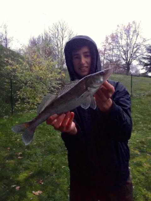 Zander