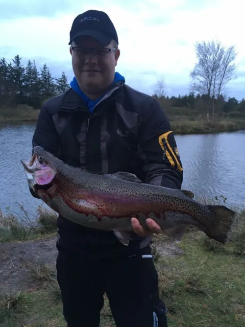 Regenbogenforelle
