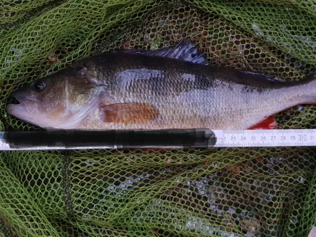 Flussbarsch
