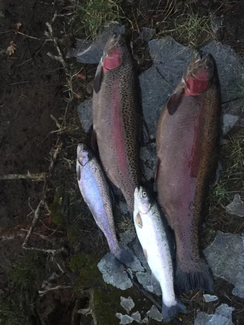 Regenbogenforelle
