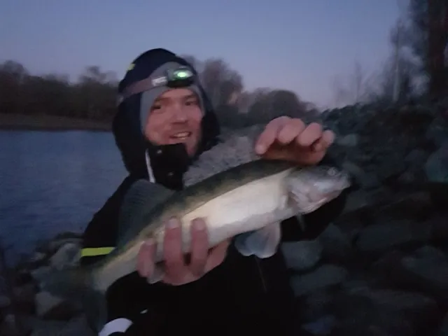 Zander