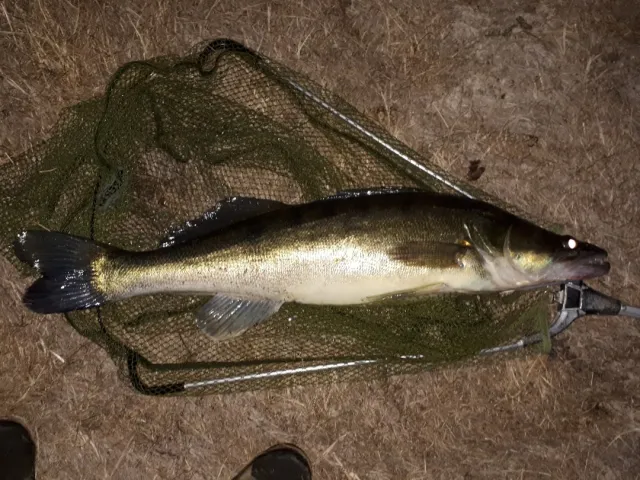 Zander