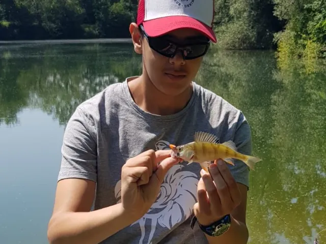 Flussbarsch