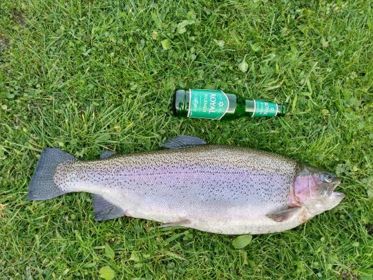 Regenbogenforelle