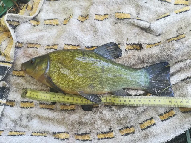 Schleie