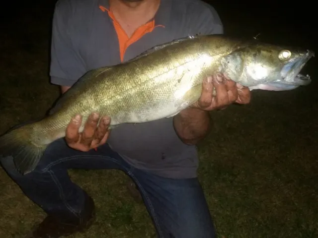 Zander