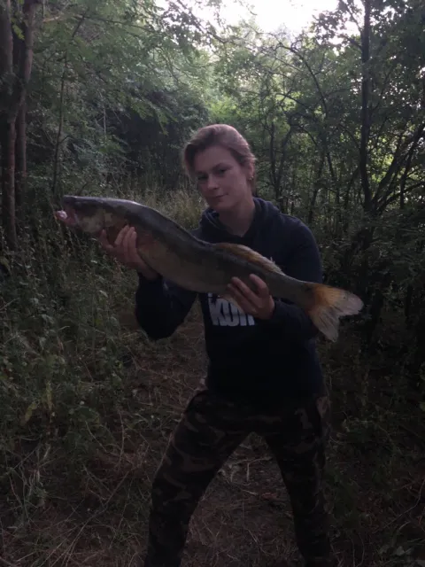 Zander