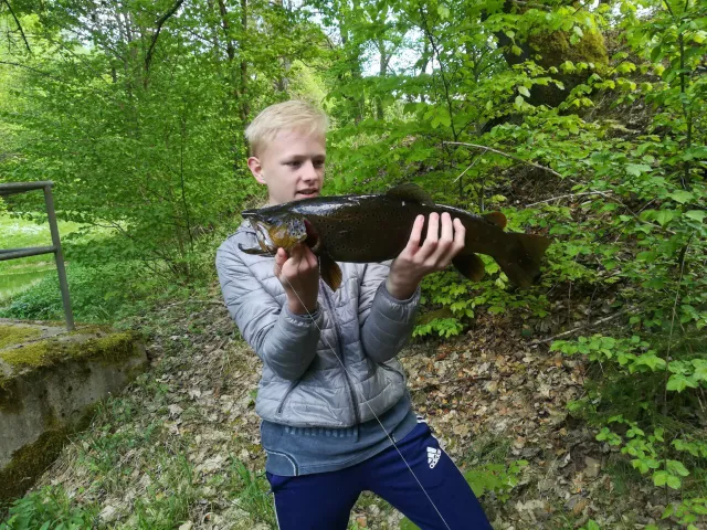 Bachforelle