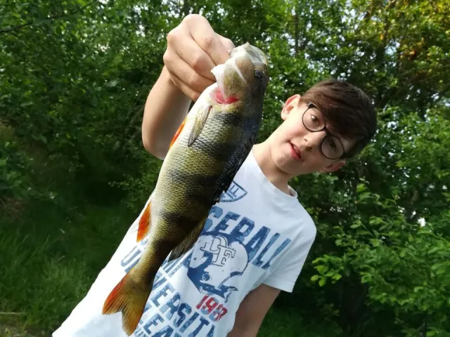 Flussbarsch