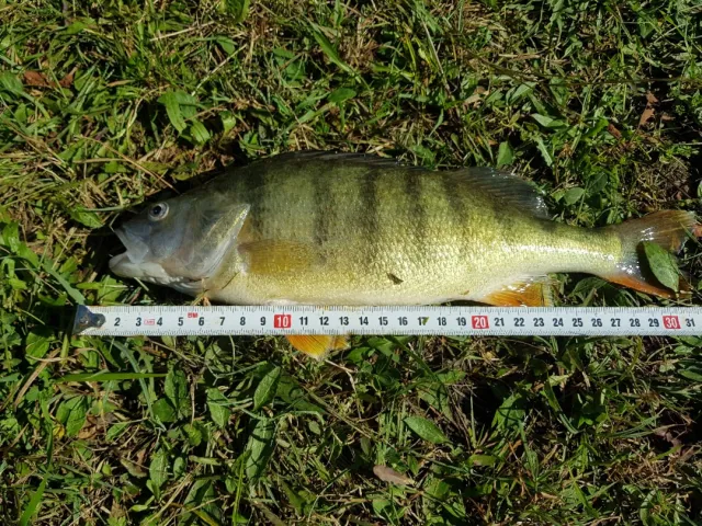 Flussbarsch