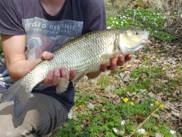 Döbel