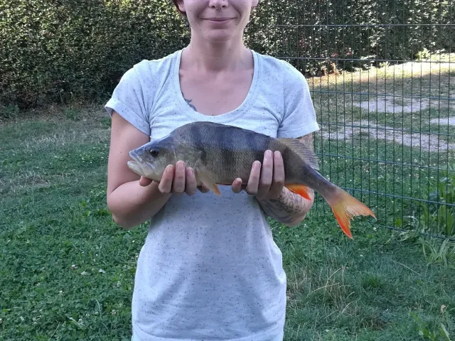 Flussbarsch