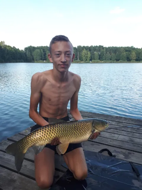 Graskarpfen