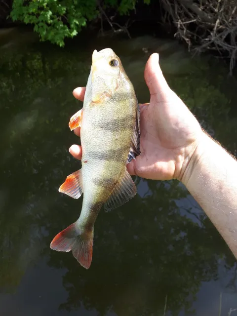 Flussbarsch
