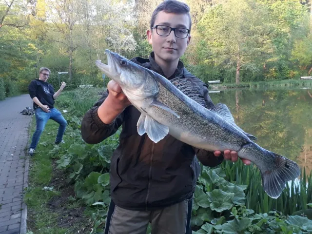 Zander