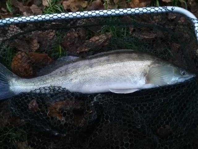 Zander