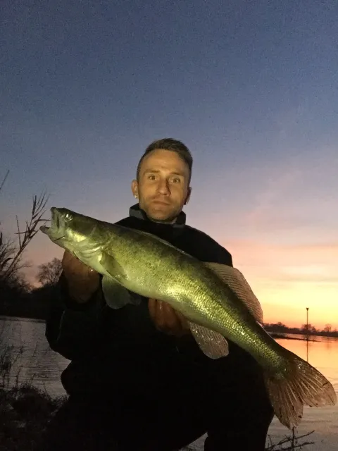 Zander