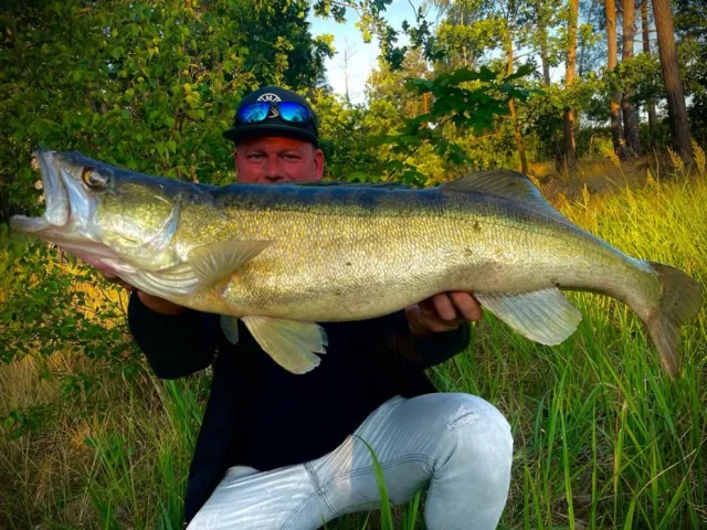 Zander