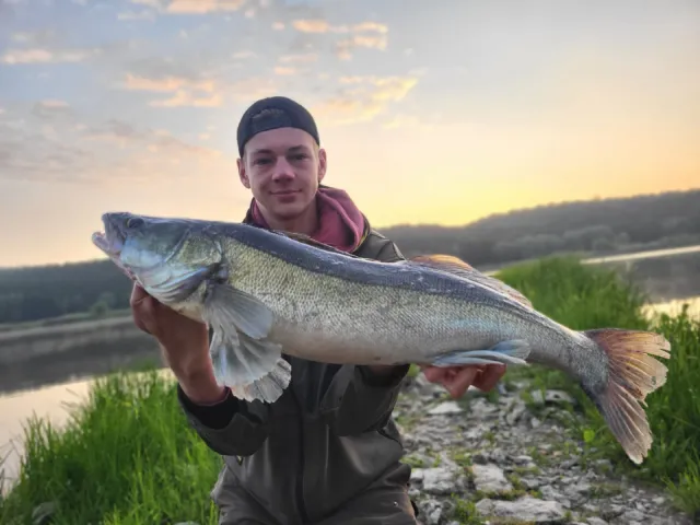 Zander