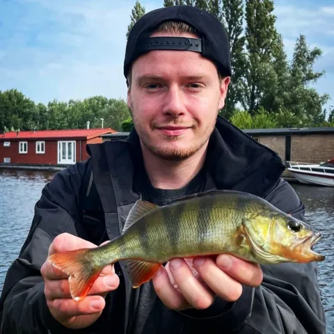 Flussbarsch