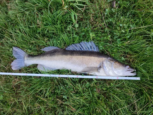Zander