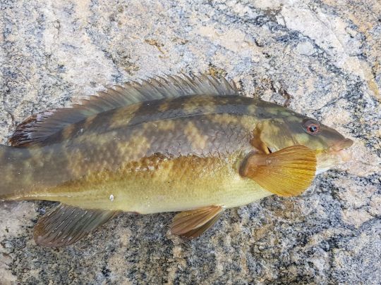 Lippfisch