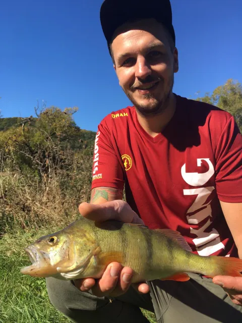 Flussbarsch